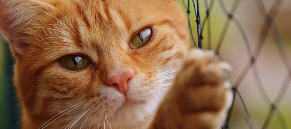 下の画像と一番似ていると思う色相を選んでください。