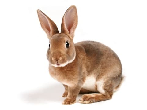 次の絵の中で、ウサギと関係のある物は？