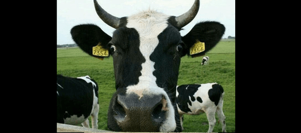 一番最初に目につくものは？