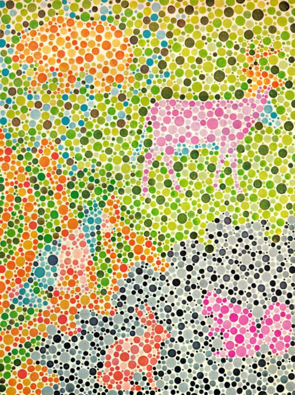 あなたが一番最初に発見した動物はどれ？