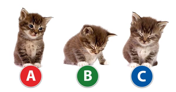 一番かわいい猫を選んでください！