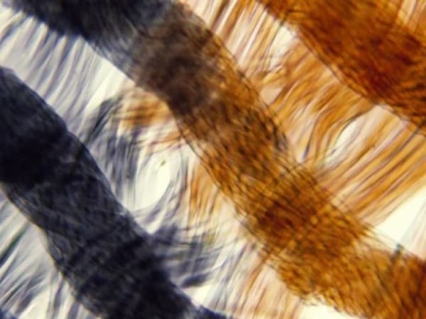 이 이미지의 진짜 정체는 무엇일까요?