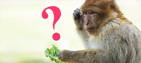 다음중 원숭이와 가장 연관있는 것은 무엇인가요??