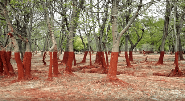 실제일까요? 포토샵일까요?