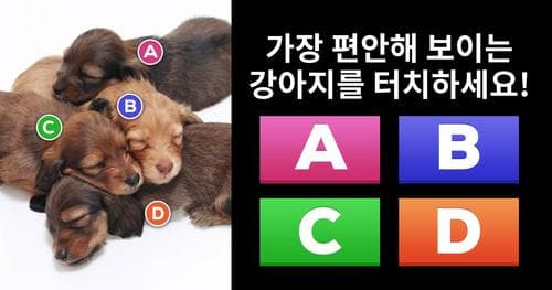 [성격진단] 가장 편안해 보이는 강아지는?