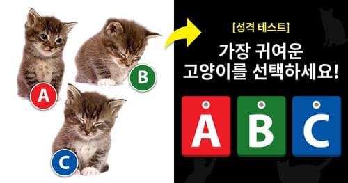[성격테스트] 심쿵주의! 가장 귀여운 고양이는?